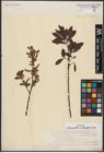 Foto von Salix aurita L. x Salix eleagnos Scop.